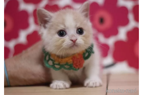 成約済の東京都のマンチカン-105341の5枚目